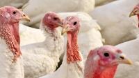 krůty 2 turkeys-2799813 960 720